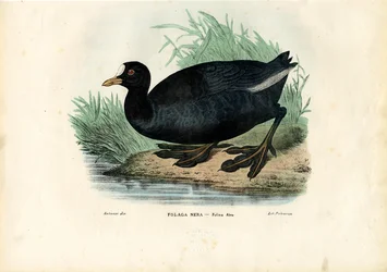 Eurasisches Blässhuhn, 1863-79